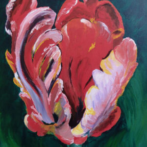 Tulp