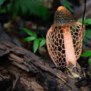 Phallus indusiatus